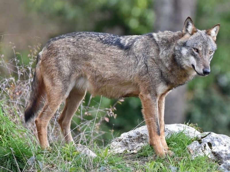 Lupo trovato morto con schiuma alla bocca a Sonnino, si ipotizza l’avvelenamento Lupo trovato morto con schiuma alla bocca a Sonnino, si ipotizza l’avvelenamento