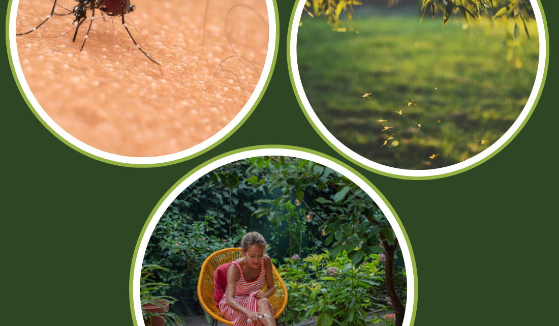 Il ritorno dell’Estate e i fastidiosi inquilini