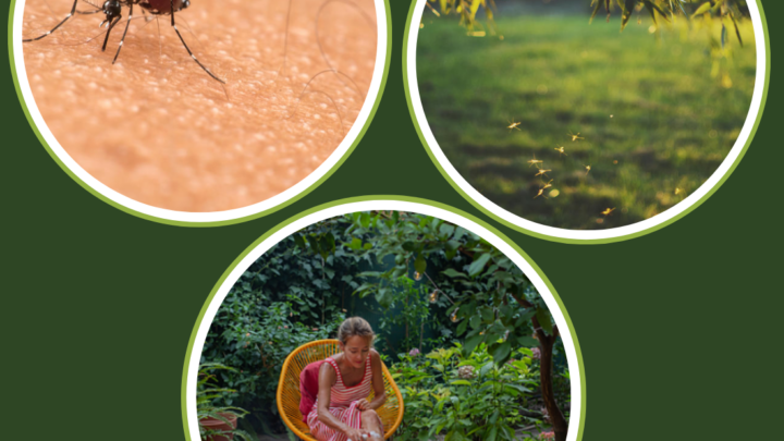 Il ritorno dell’Estate e i fastidiosi inquilini