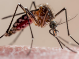 Zanzare: piccoli insetti, grandi problemi