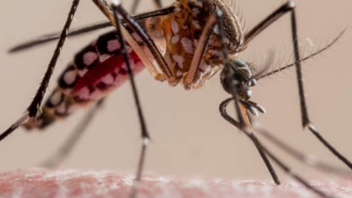 Zanzare: piccoli insetti, grandi problemi