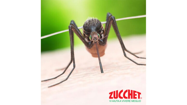 Zanzare Chikungunya: una minaccia per la salute pubblica