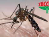 Zanzare Dengue: una minaccia da affrontare con determinazione