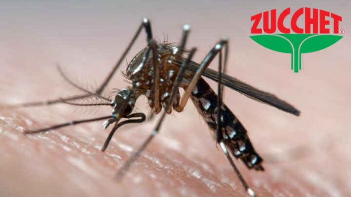 Zanzare Dengue: una minaccia da affrontare con determinazione