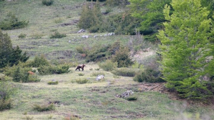 Parco Nazionale d’Abruzzo, Lazio e Molise, “Carenze alimentari vs carenze scientifiche”