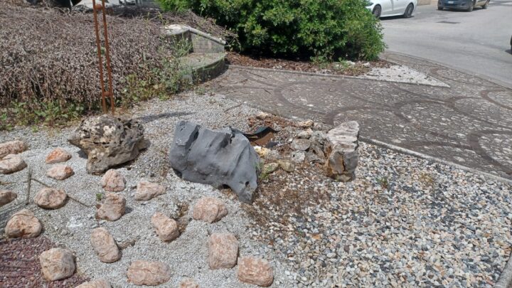 Ladri di piante in centro a Cassino, rubato ulivo da piazza IV Febbraio
