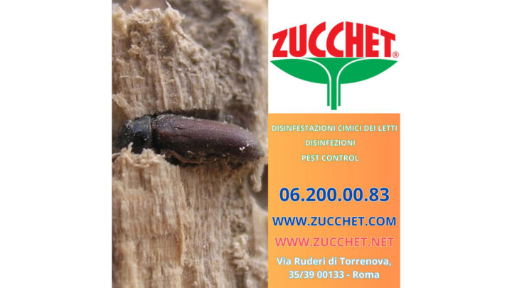 Sconfiggere i tarli del legno: consigli e soluzioni per un ambiente senza insetti