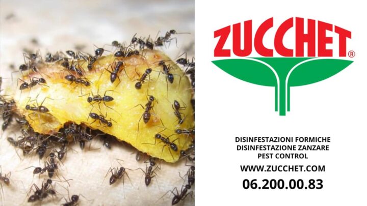 Disinfestazione formiche Roma