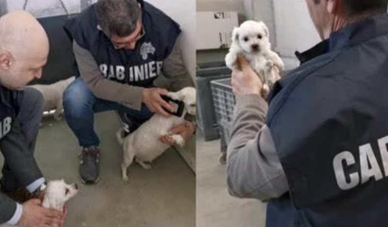 Tartarughe e cani Chihuahua allevati illegalmente, sequestri e denunce a Cisterna di Latina Tartarughe e cani Chihuahua allevati illegalmente, sequestri e denunce a Cisterna di Latina