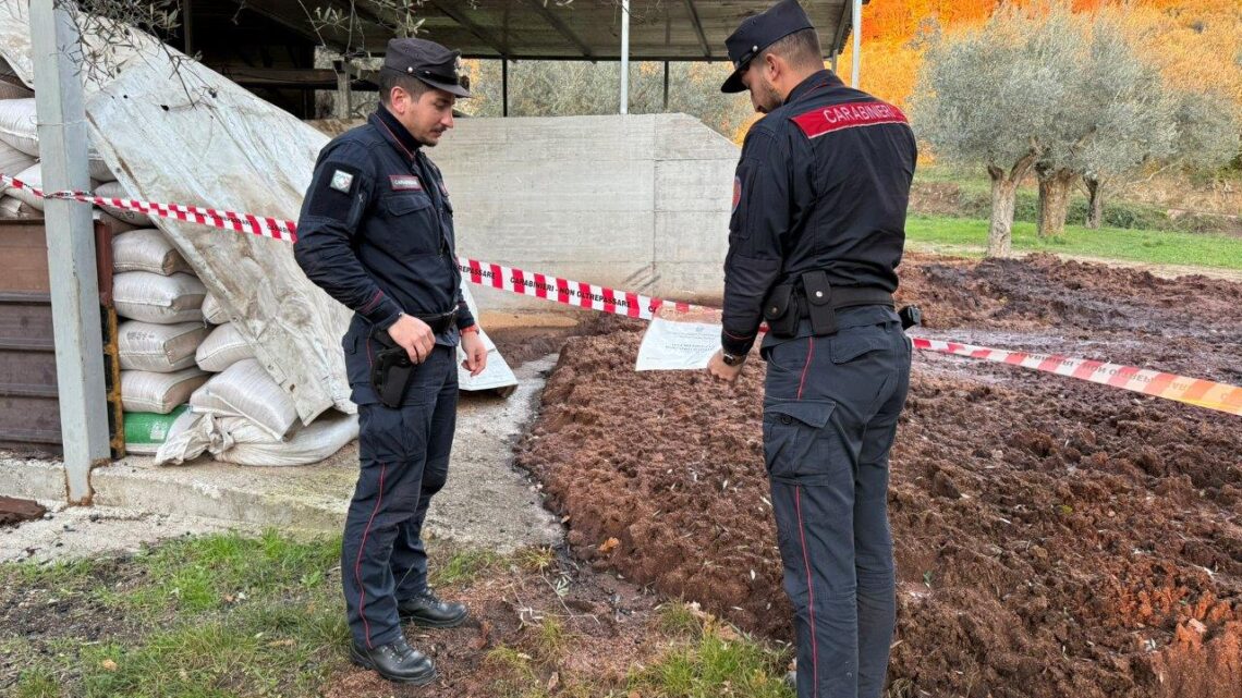 Conca della Campania – Carabinieri sequestrano area di smaltimento illecito di sanse umide prodotte da frantoio oleario Conca della Campania – Carabinieri sequestrano area di smaltimento illecito di sanse umide prodotte da frantoio oleario