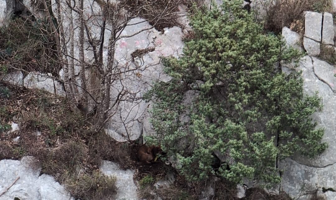Segugio maremmano bloccato tra le rocce, localizzato dall’elicottero e salvato dai Vigili del Fuoco a Rocchetta al Volturno Segugio maremmano bloccato tra le rocce, localizzato dall’elicottero e salvato dai Vigili del Fuoco a Rocchetta al Volturno