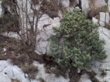 Segugio maremmano bloccato tra le rocce, localizzato dall’elicottero e salvato dai Vigili del Fuoco a Rocchetta al Volturno