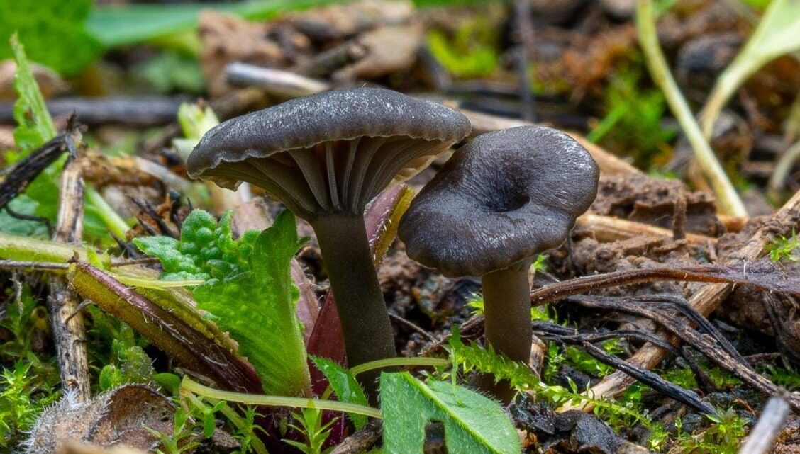 Scoperta a Minturno nuova specie di fungo, profuma di fiori del geranio Scoperta a Minturno nuova specie di fungo, profuma di fiori del geranio