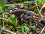 Scoperta a Minturno nuova specie di fungo, profuma di fiori del geranio