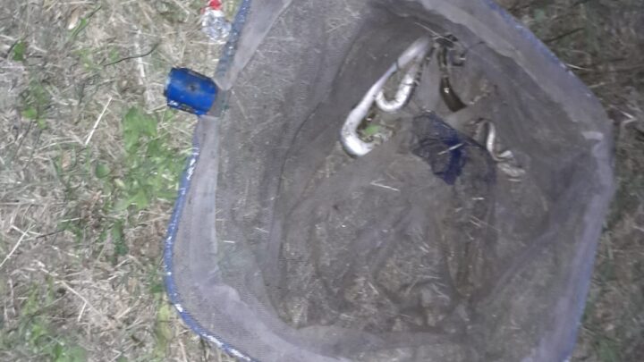 Pescatori di anguille aggrediscono guardiapesca  della Fipsas durante controlli a Terracina