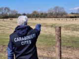 Cervi e daini allevati illegalmente a Latina, sequestrati 130 capi