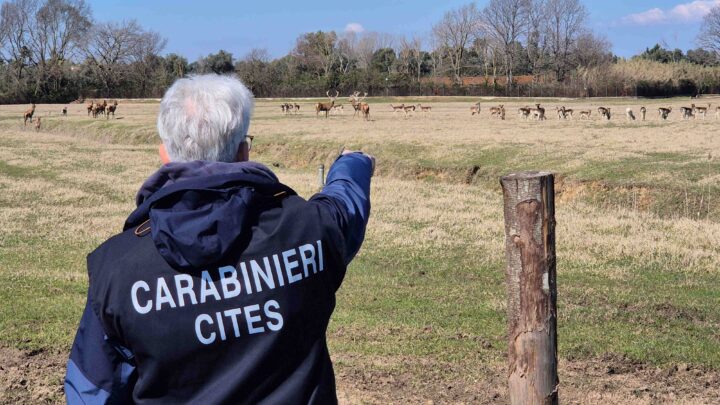 Cervi e daini allevati illegalmente a Latina, sequestrati 130 capi