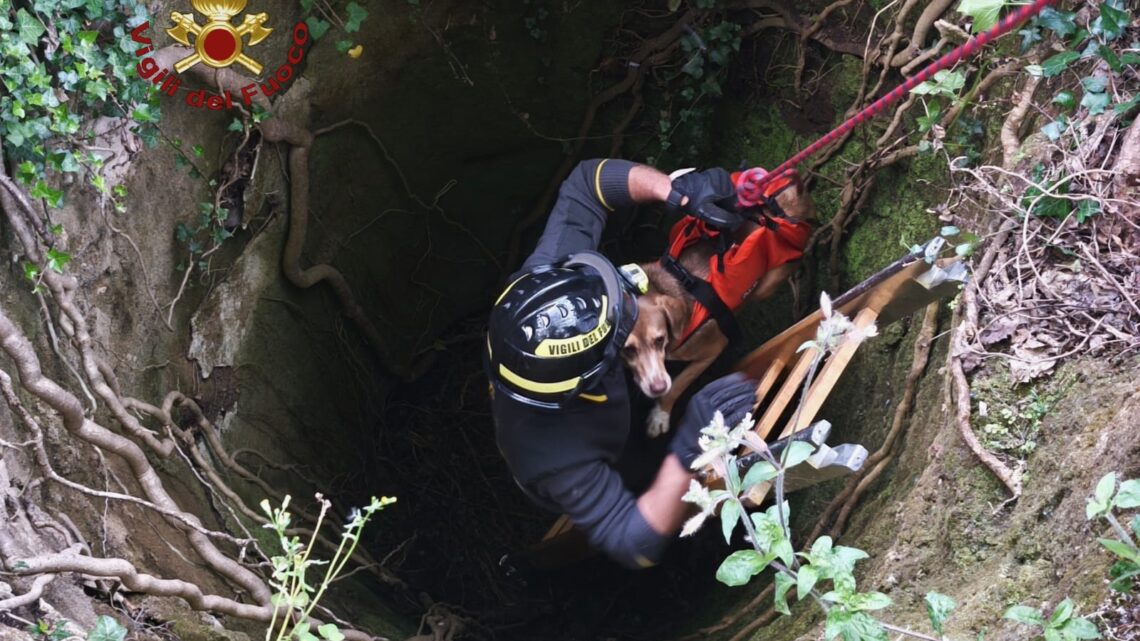 Cade in un pozzo alle cascate di Carpinone, cane salvato dai Vigili del Fuoco Cade in un pozzo alle cascate di Carpinone, cane salvato dai Vigili del Fuoco