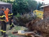 Crolla albero a Cerveteri e da radici emerge sito archeologico, indagini in corso