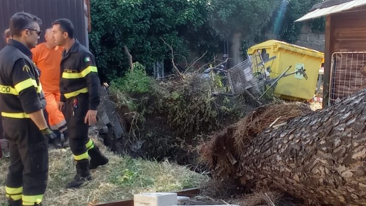 Crolla albero a Cerveteri e da radici emerge sito archeologico, indagini in corso