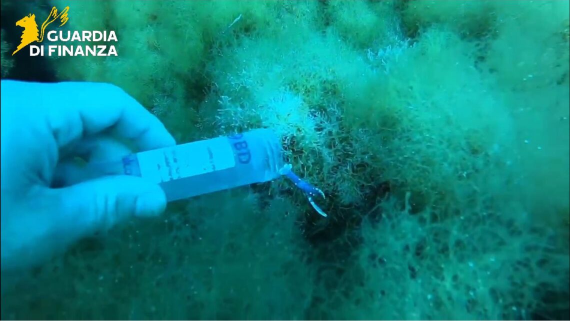 L’astice torna nei fondali di Ponza grazie a progetto pilota di Guardia Finanza e Università della Tuscia L’astice torna nei fondali di Ponza grazie a progetto pilota di Guardia Finanza e Università della Tuscia