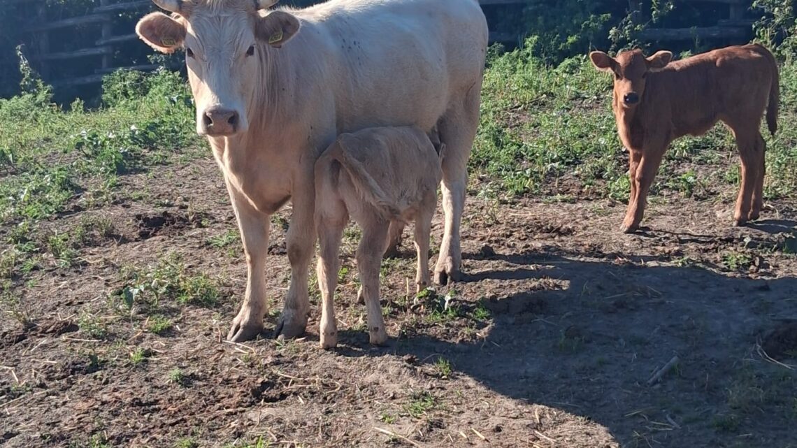 La tubercolosi bovina fa paura, a Formello divieto di pascolo per 2 anni. Intanto 102 mucche verso abbattimento La tubercolosi bovina fa paura, a Formello divieto di pascolo per 2 anni. Intanto 102 mucche verso abbattimento