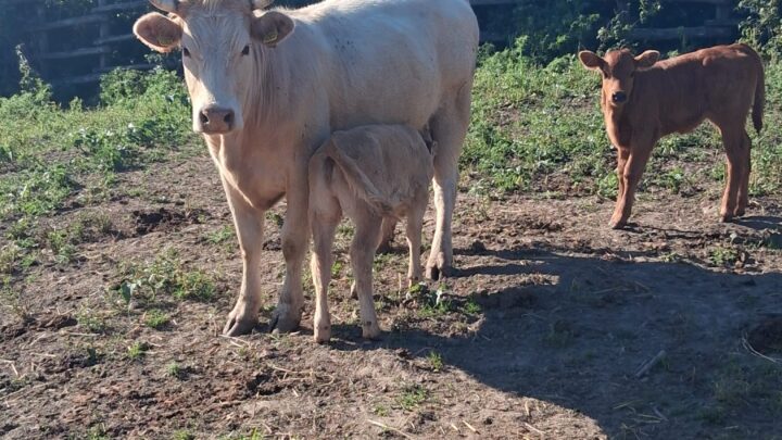 La tubercolosi bovina fa paura, a Formello divieto di pascolo per 2 anni. Intanto 102 mucche verso abbattimento