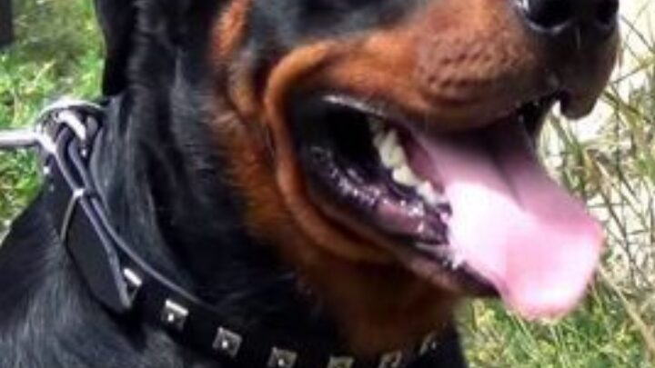 Azzannati dal rottweiler della nonna a Lavinio, gravi fratelli di 8 e 10 anni