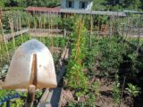 A Bolzano l’ambizione di coltivare la terra, pensionati in fila per avere uno dei 231 orti comunali