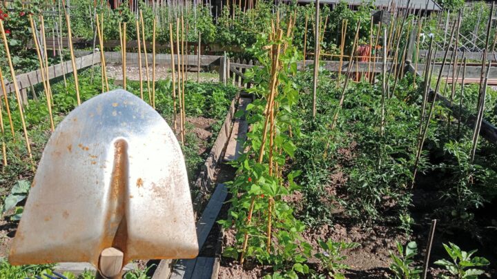 A Bolzano l’ambizione di coltivare la terra, pensionati in fila per avere uno dei 231 orti comunali