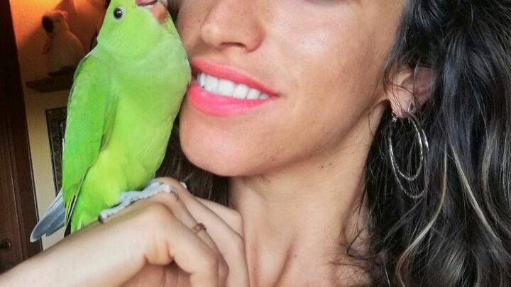 Bolzano terra di pappagalli, il veterinario: “nidificano in città e prendono spazio alle specie autoctone”