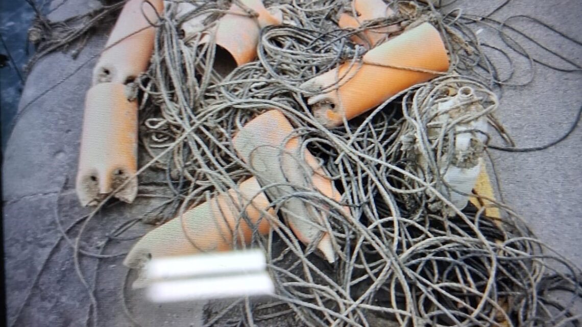 Polpo rischio nel Golfo di Gaeta, Copagri lancia l’allarme: “minacciata l’intera catena alimentare”