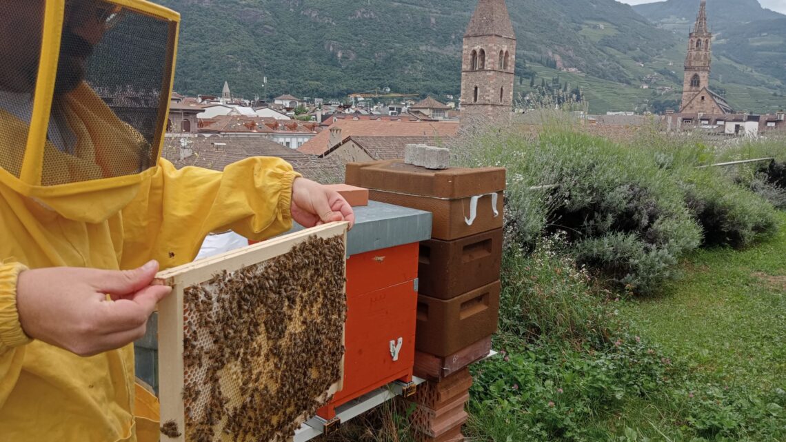 Miele sui tetti a Bolzano, gli alveari anche sui terrazzi del centro storico