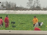 Sfruttamento dei braccianti nell’agro aversano, arrestati un imprenditore agricolo e la moglie