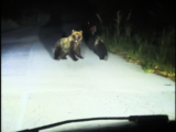 Orsa con cucciolo inseguita da un’auto a Cerro al Volturno, individuato il responsabile