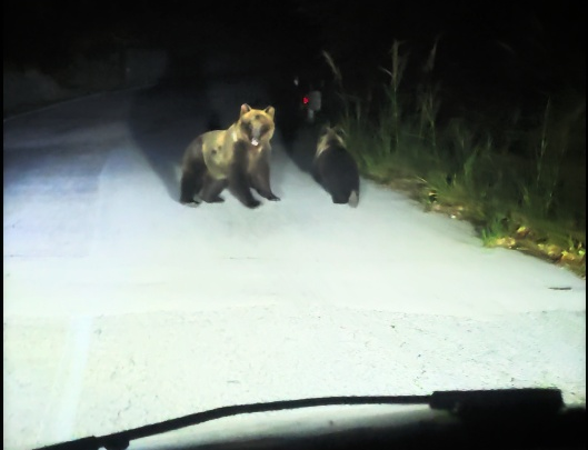 Orsa con cucciolo inseguita da un’auto a Cerro al Volturno, individuato il responsabile