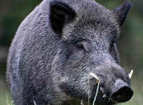 Ucciso dalla preda, muore a Cassino cacciatore di 74 anni