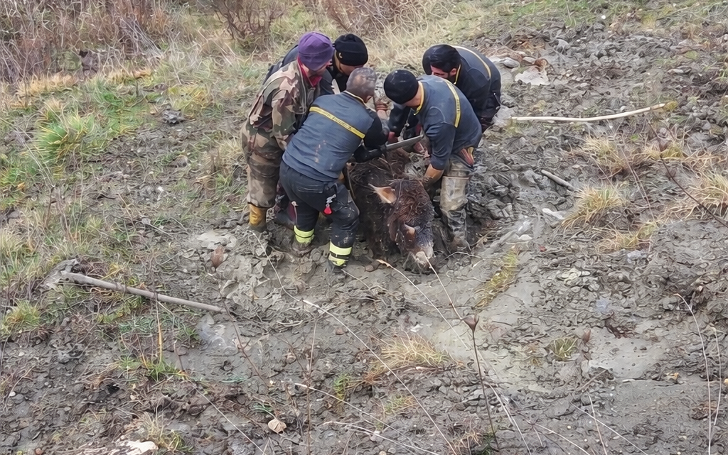Cerro al Volturno, tre asini salvati dal fango dai Vigili del Fuoco di Isernia