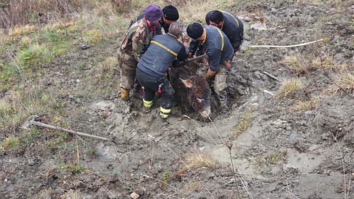 Cerro al Volturno, tre asini salvati dal fango dai Vigili del Fuoco di Isernia