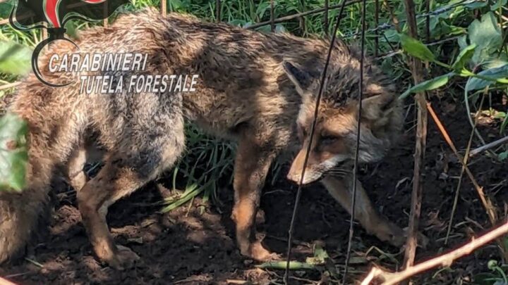 Riardo – Volpe intrappolata in un laccio d’acciaio saldata dai carabinieri forestali