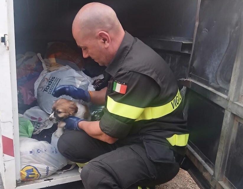 Cucciolo “rifiutato”, vigili del fuoco salvano cagnolino gettato in un contenitore