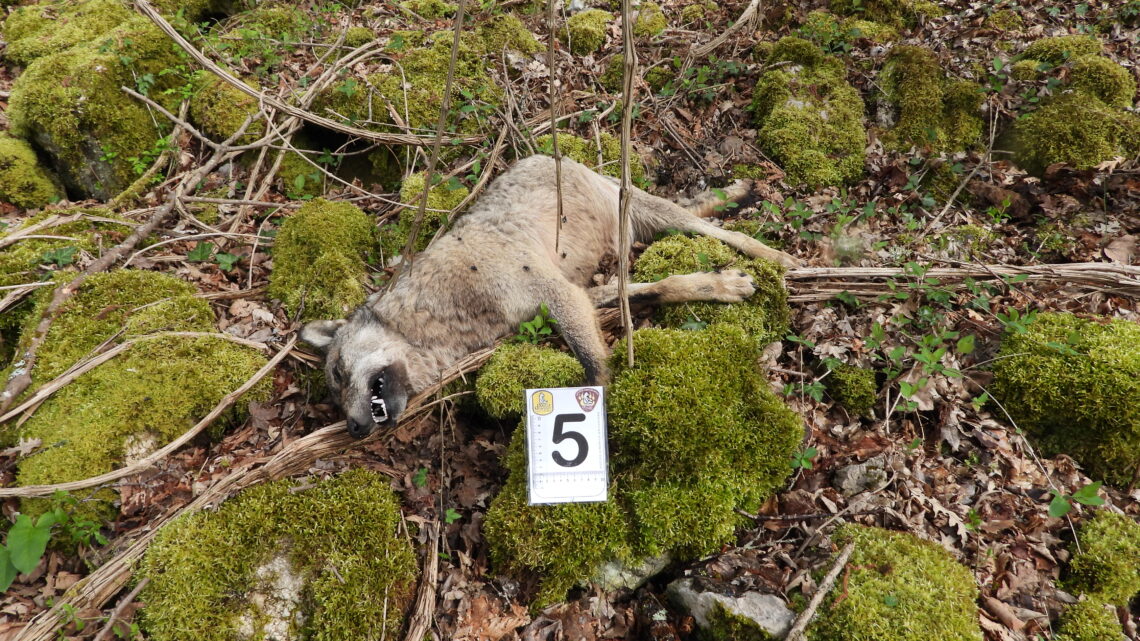 Alfedena – Cinque lupi trovati morti, ipotesi avvelenamento
