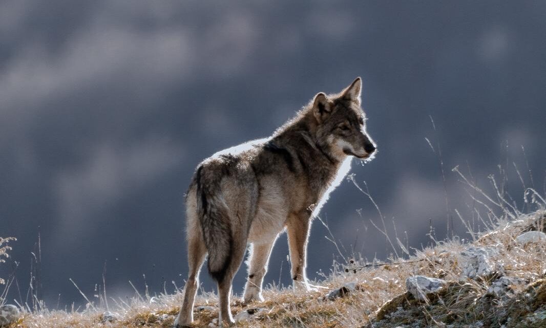 Lupi morti nel Parco, il Presidente Cannata ringrazia il Ministro: “Massimo impegno per la verità e la legalità”