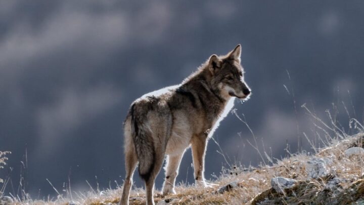Lupi morti nel Parco, il Presidente Cannata ringrazia il Ministro: “Massimo impegno per la verità e la legalità”
