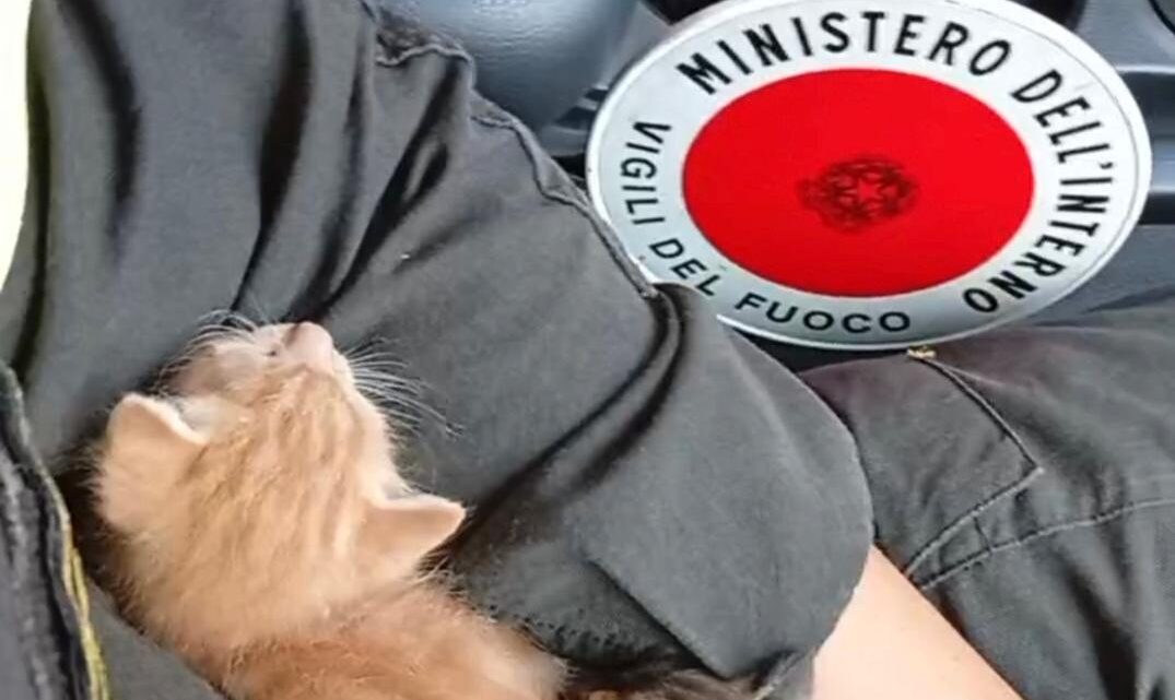 Vigili del fuoco di Cassino salvano due gattini e li adottano
