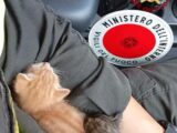 Vigili del fuoco di Cassino salvano due gattini e li adottano