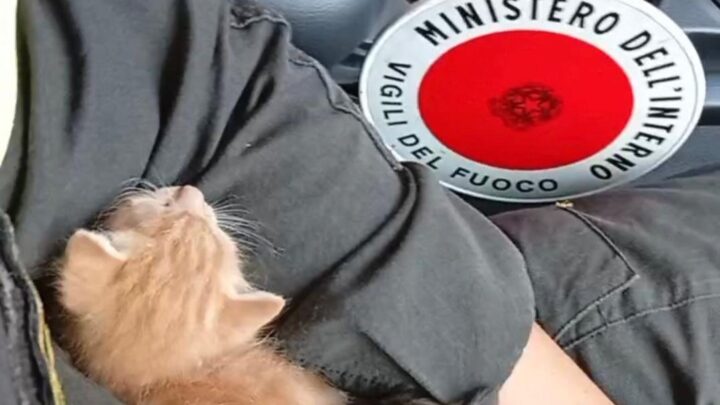 Vigili del fuoco di Cassino salvano due gattini e li adottano