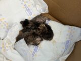 Cassino – Gattini neonati abbandonati nel parcheggio di una pizzeria. È caccia a una “mamma gatta” per salvarli