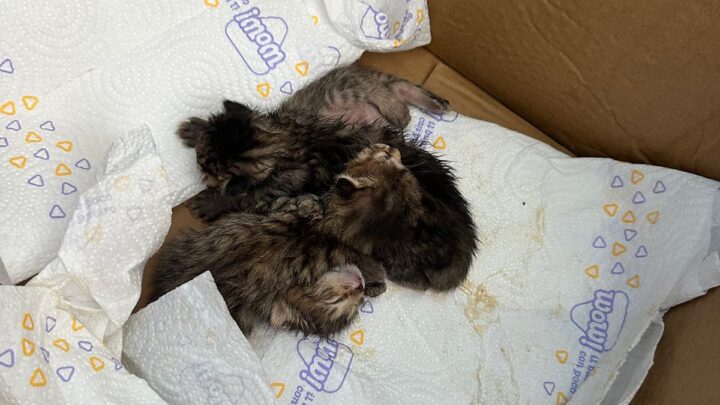 Cassino – Gattini neonati abbandonati nel parcheggio di una pizzeria. È caccia a una “mamma gatta” per salvarli