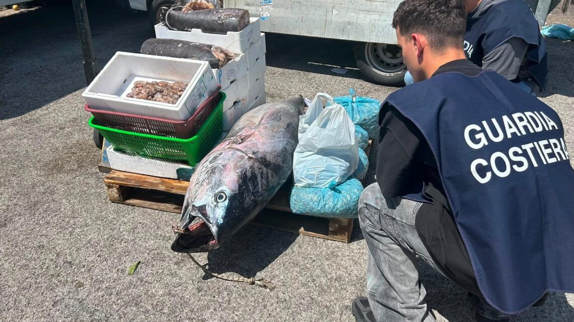 Controlli al mercato ittico di Formia, sequestrati 255 chili di prodotti. Sanzioni per 13mila euro